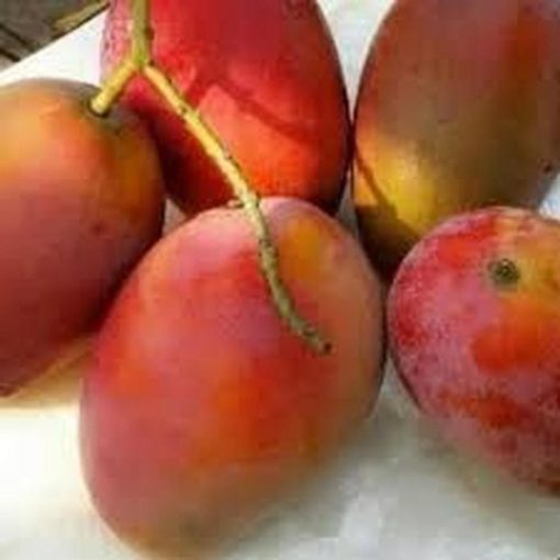 jual bibit buah mangga yu wen taiwan merah Mamuju