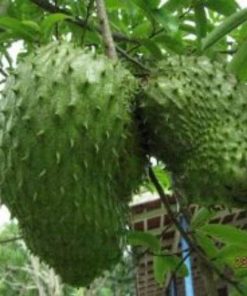 jual bibit buah sirsak madu Batanghari