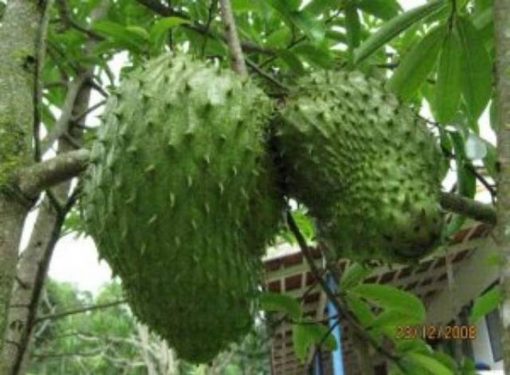 jual bibit buah sirsak madu Batanghari