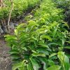 jual bibit buah sirsak ratu super unggul okulasi Balikpapan