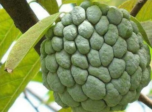 jual bibit buah srikaya besar pohon asli Bangli
