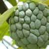 jual bibit buah srikaya besar pohon asli Tanggamus