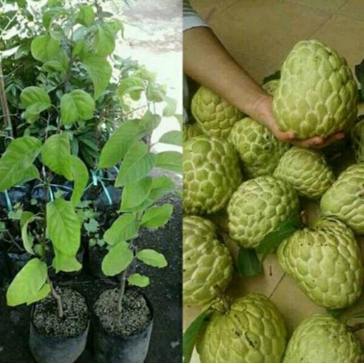 jual bibit buah srikaya jumbo Nias Barat