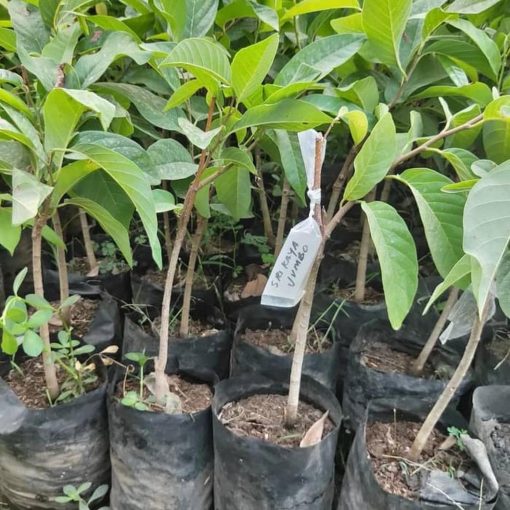 jual bibit buah srikaya jumbo okulasi Barru