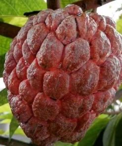 jual bibit buah srikaya merah Cirebon