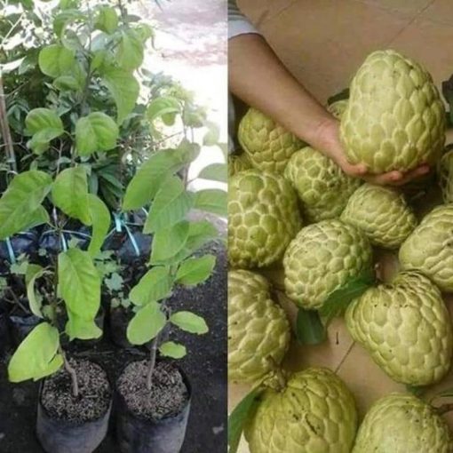 jual bibit buah srikaya super jumbo berkwalitas Sintang