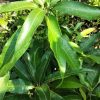 jual bibit buah tanaman mangga irwin okulasi genjah Lampung Tengah