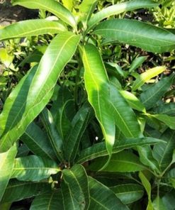 jual bibit buah tanaman mangga irwin okulasi genjah Lampung Tengah