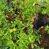 jual bibit delima merah jumbo hasil cangkok cepat berbuah Mamberamo Raya