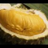 jual bibit durian bawor banyumas okulasi Lombok Utara