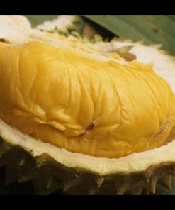 jual bibit durian bawor banyumas okulasi Lombok Utara