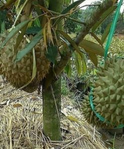 jual bibit durian bawor buah duren hasil stek okulasi Murung Raya