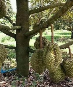 jual bibit durian bawor buah duren hasil stek okulasi Sukoharjo