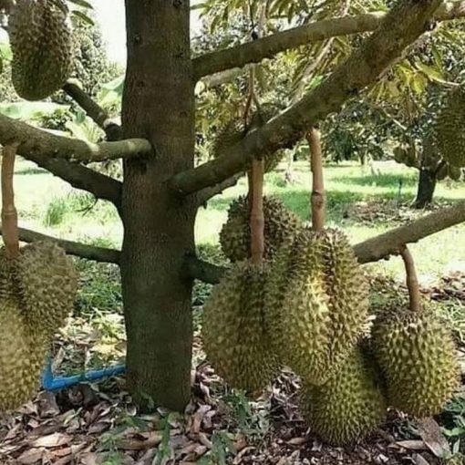 jual bibit durian bawor buah duren hasil stek okulasi Sukoharjo