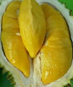 jual bibit durian bawor dan montong oren Belitung