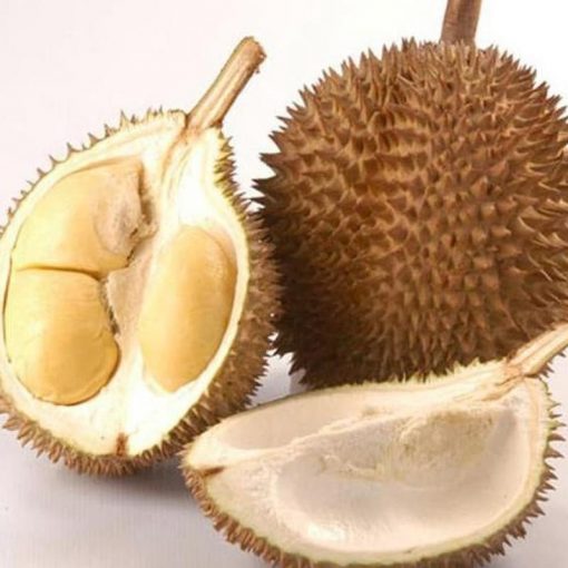 jual bibit durian bawor genjah bisa berbuah dalam pot Mamuju Utara
