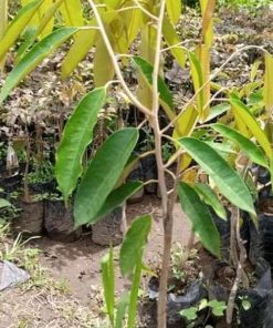 jual bibit durian bawor genjah bisa berbuah dalam pot Sumba Barat Daya