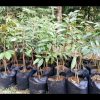 jual bibit durian bawor kaki 3 berkuwalitas Jakarta Barat