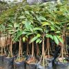jual bibit durian bawor kaki 3 okulasi cepat berbuah Paniai