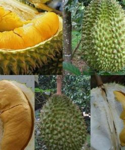 jual bibit durian bawor kaki 3 super Pahuwato