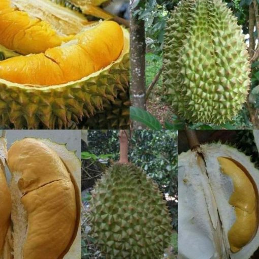 jual bibit durian bawor kaki 3 super Pahuwato