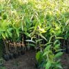 jual bibit durian bawor kaki tunggal hasil okulasi Lampung Utara