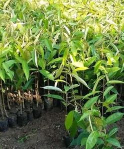 jual bibit durian bawor kaki tunggal hasil okulasi Lampung Utara