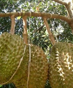 jual bibit durian bawor Mimika