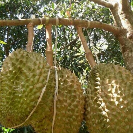 jual bibit durian bawor Mimika