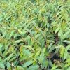 jual bibit durian bawor okulasi cepat berbuah Aceh Barat Daya