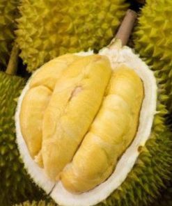 jual bibit durian bawor okulasi cepat berbuah Badung