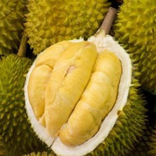 jual bibit durian bawor okulasi cepat berbuah Badung