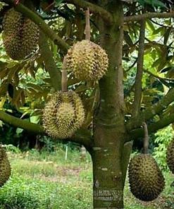 jual bibit durian bawor okulasi cepat berbuah Gorontalo Utara