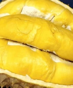 jual bibit durian bawor okulasi Rejang Lebong