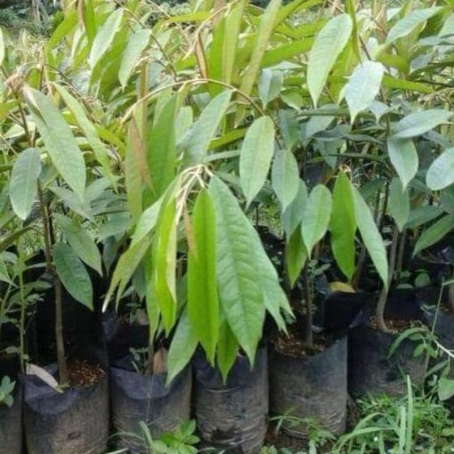 jual bibit durian bawor okulasi unggul Bengkulu Selatan