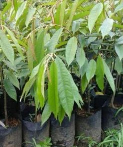 jual bibit durian bawor okulasi unggul Buton Selatan