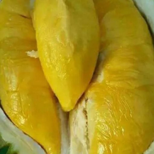 jual bibit durian bawor okulasi unggul Jakarta Timur