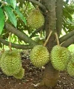 jual bibit durian bawor siap berbuah Buton
