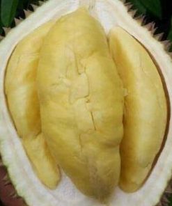 jual bibit durian bawor super unggul Flores Timur