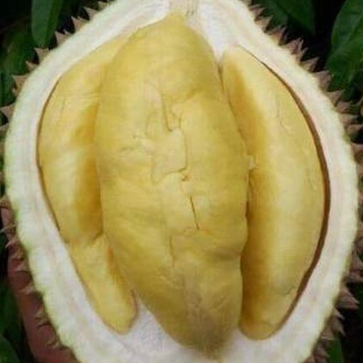 jual bibit durian bawor super unggul Flores Timur