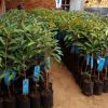 jual bibit durian bawor super unggulan Labuhan Batu