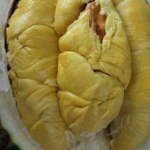 jual bibit durian bawor unggul Indragiri Hilir