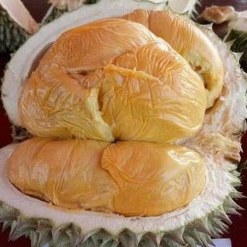 jual bibit durian duri hitam 3 kaki Lubuk Linggau