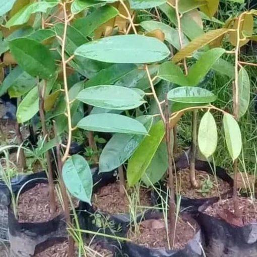 jual bibit durian duri hitam dan mk musangking Yogyakarta