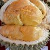 jual bibit durian duri hitam hasil okulasi Bulukumba