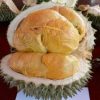 jual bibit durian duri hitam kaki 3 ochee black thorn Halmahera Timur