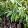 jual bibit durian duri hitam kaki 3 ochee Sumedang