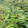 jual bibit durian duri hitam kaki 3 super Mamuju