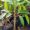 jual bibit durian duri hitam kaki 3 Wonosobo