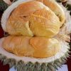 jual bibit durian duri hitam kaki tunggal Tanah Datar